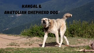 The History of the Kangal amp Anatolian Shepherd Dog [upl. by Pownall]