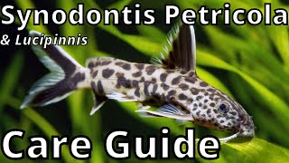 Synodontis Petricola amp Lucipinnis Care Guide [upl. by Nodlehs585]