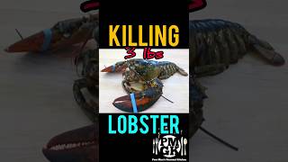 KILLING IN THE NAME OF FOOD PMGK lobster food [upl. by Katherina]