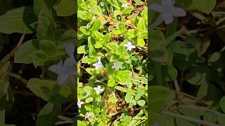 Beautiful Flowers like Love 😘 nature shorts youtubeshorts trending viralvideo 2025 [upl. by Brout977]