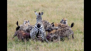 OVER 6 MILLION VIEWS Pregnant zebra mares battles hyena clangraphic content [upl. by Aima]