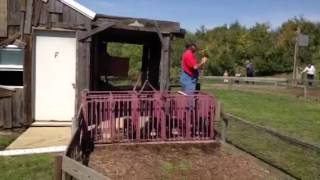 Pig Races and Family Fun Activities  Eckerts Country Store and Farm [upl. by Ainekahs]