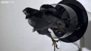 Goshawk Flies Through Tiny Spaces in SloMo  The Animals Guide to Britain Episode 3  BBC Two [upl. by Brandi]