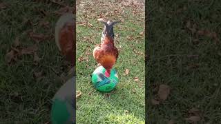 Chicken soccer ⚽ shorts funny soccer ball chicken fypシ゚viral [upl. by Draper]