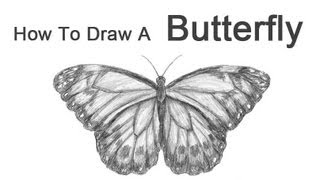 How to Draw a Butterfly [upl. by Couq143]