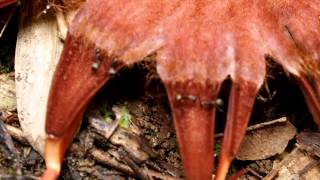 Rhizanthes lowii parasitic plant from Borneo [upl. by Ardua]