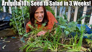 Arugula 101 From Seed to Salad in 3 Weeks [upl. by Erina]