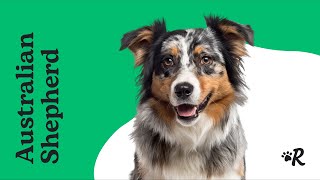 Australian Shepherd Facts Puppies amp Training [upl. by Socrates]