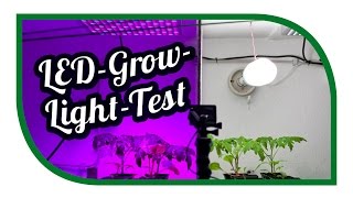 LED Grow Light Test ☀️ Aussaat Jungpflanzenanzucht Zeitraffer ☀️ Pflanzenlicht ☀️ Pflanzenlampen [upl. by Rem35]