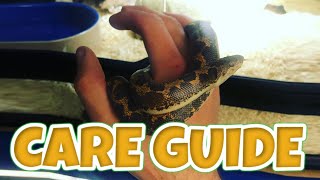 MEET OUR KENYAN SAND BOA  Care Guide [upl. by Jada]