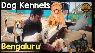 Dog kennels in Bangalore  Royal breeders Bangalore  Puppies for sale in Bangalore  Pets Market [upl. by Olnek611]