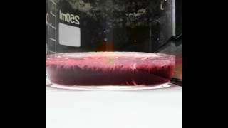 Recrystallization of Benzoic Acid in water Time Lapse [upl. by Orit936]