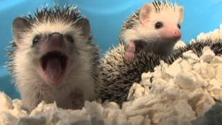 Baby Hedgehog Yawns HD Original [upl. by Aitsirt]