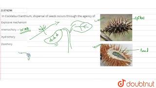 In CockleburXanthium dispersal of seeds occurs through the agency of  12  FRUIT AND SEED DI [upl. by Petes]