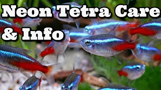 Neon Tetra Care Information and advice [upl. by Aiderfla]