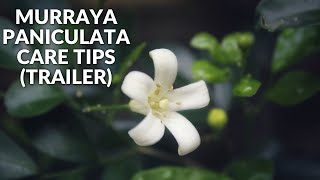 Murraya Paniculata Plant Care Tips  Trailer  shorts [upl. by Azarria]