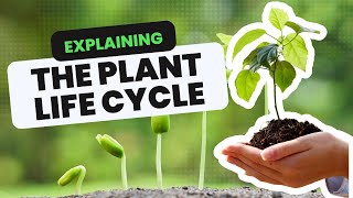 Explaining The Plant Life Cycle [upl. by Shaina970]