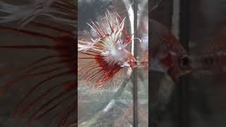 RED COPPER CROWNTAIL BETTA🐠🐲splendens [upl. by Cumine903]