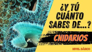 ¿CUANTO SABES SOBRE  CNIDARIOS Nivel básico [upl. by Niwrad]