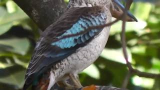 Blue Winged Kookaburra Female Dacelo leachii [upl. by Dyanna]