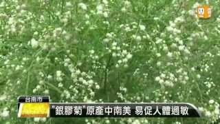 【20130411】quot銀膠菊quot入侵農地 林務局派員清除 udn tv [upl. by Faires]