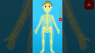 Sistema endocrino Tejido óseo funciones endocrinas  Fisiología del sistema endocrino [upl. by Jonme]