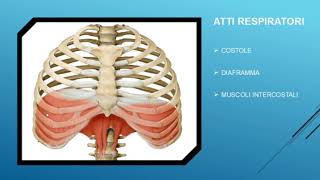 La RESPIRAZIONE POLMONARE linspirazione e lespirazione [upl. by Annis]