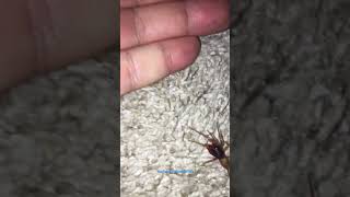 Woodlouse spider Dysdera crocata cleaning his BIG fangs [upl. by Annia265]