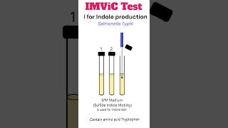 IMViC Test Indole production test microbiology bacteria [upl. by Hoffmann909]