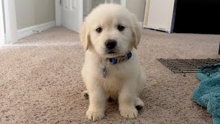 I GOT A PUPPY  Cooper the 8 week old Golden Retriever [upl. by Elora]