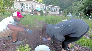 Food forest potato harvest part 2 homesteading gardening selfreliance [upl. by Rexer]