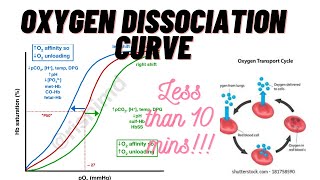 Oxygen Dissociation Curve  Transport of Oxygen  p50 value  class 11th  NEET  Physiology [upl. by Davidson670]