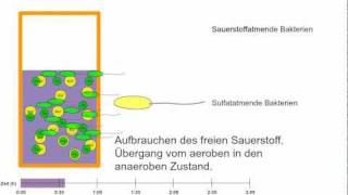 Wie entsteht Geruch Schwefelwasserstoff im Kanal [upl. by Eiresed]