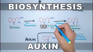 Biosynthesis of Auxin [upl. by Nyllek]