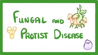 GCSE Biology  How A Mushroom Can Kill You  Fungal and Protist Disease 35 [upl. by Diraj]