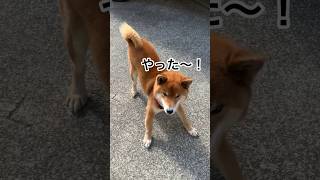 ’2428 力丸は、今日も元気丸です！柴犬 柴犬のいる暮らし 柴犬の日常 お散歩 元気 力丸 [upl. by Danice566]