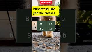 How to use the Punnett square [upl. by Pasquale953]