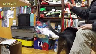 suit up and close the shop Taiwan dog FMD Formosan Mountain Dog [upl. by Brogle]