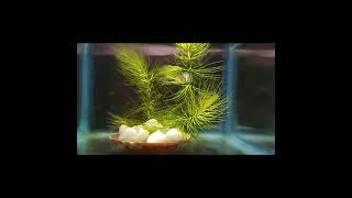 CeratophyllumHornwort aquatic plant for planted aquarium 🪴 [upl. by Centonze724]