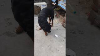 Rottweiler dog puppy youtubeshorts video [upl. by Platas]