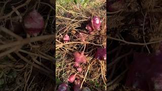 Jerusalem artichoke farming [upl. by Zoba553]