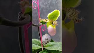 Пафиопедилум Пиноккио Paphiopedilum Pinocchio [upl. by Flinn]