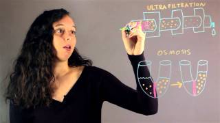 Explain the Difference Between Ultrafiltration amp Osmosis  Chemistry Rundown [upl. by Dranoel]