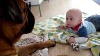 Bullmastiff playing with babys toy [upl. by Tressa]