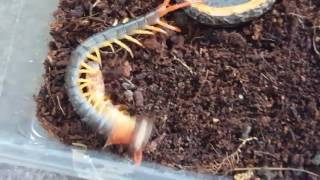 Centipede feeding  epic wrestle scolopendra dehaani [upl. by Aneej]