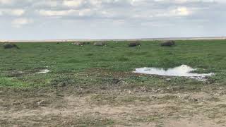 Amboseli National Park The Elephants 23102024 [upl. by Hpeosj]