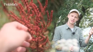 Summer Hedgerow Foraging 🌱  UK Edible and Medicinal Plants [upl. by Herrle]