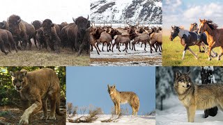 Animal Shows Predictions and Wishlist Incredible Animal Journeys [upl. by Griswold]