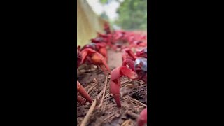 Photographer creates quotcrabsafequot car to get around Christmas Island during crab migration [upl. by Cirdla]