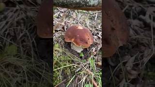 Boletus Edulis 2024 [upl. by Cia105]